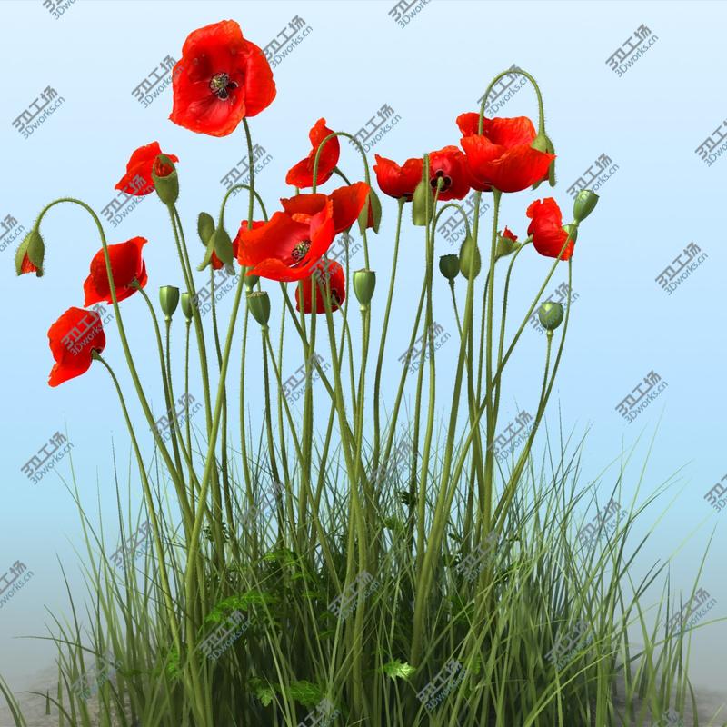 images/goods_img/2021040232/3D Poppy/5.jpg